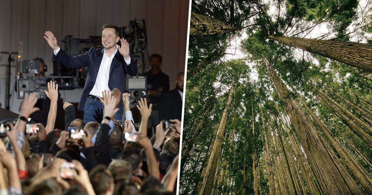 Elon Musk Has Donated $1 Million To Plant One Million Trees