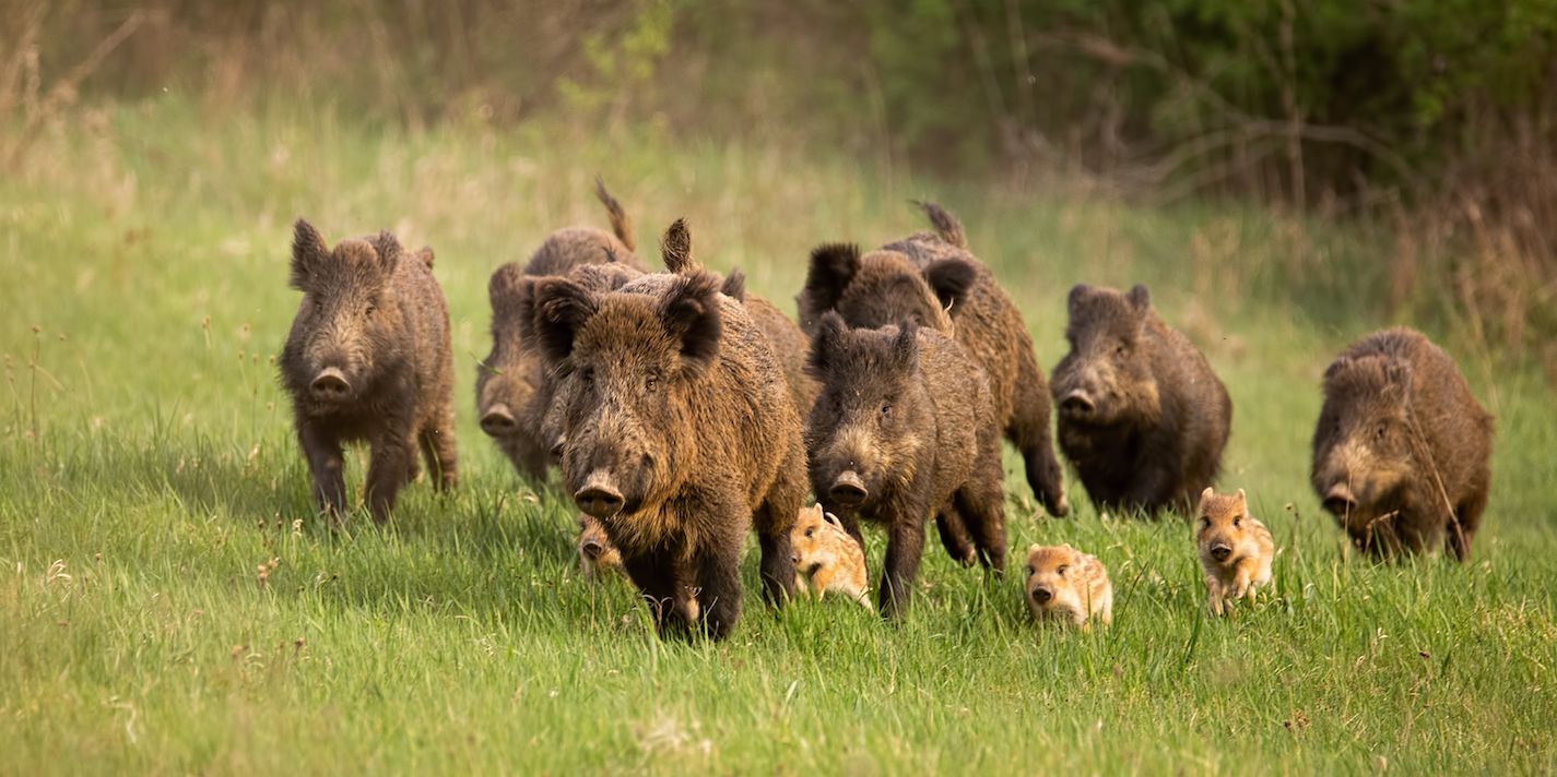 A 59-year-old woman was killed by a pack of feral hogs outside her home in Texas