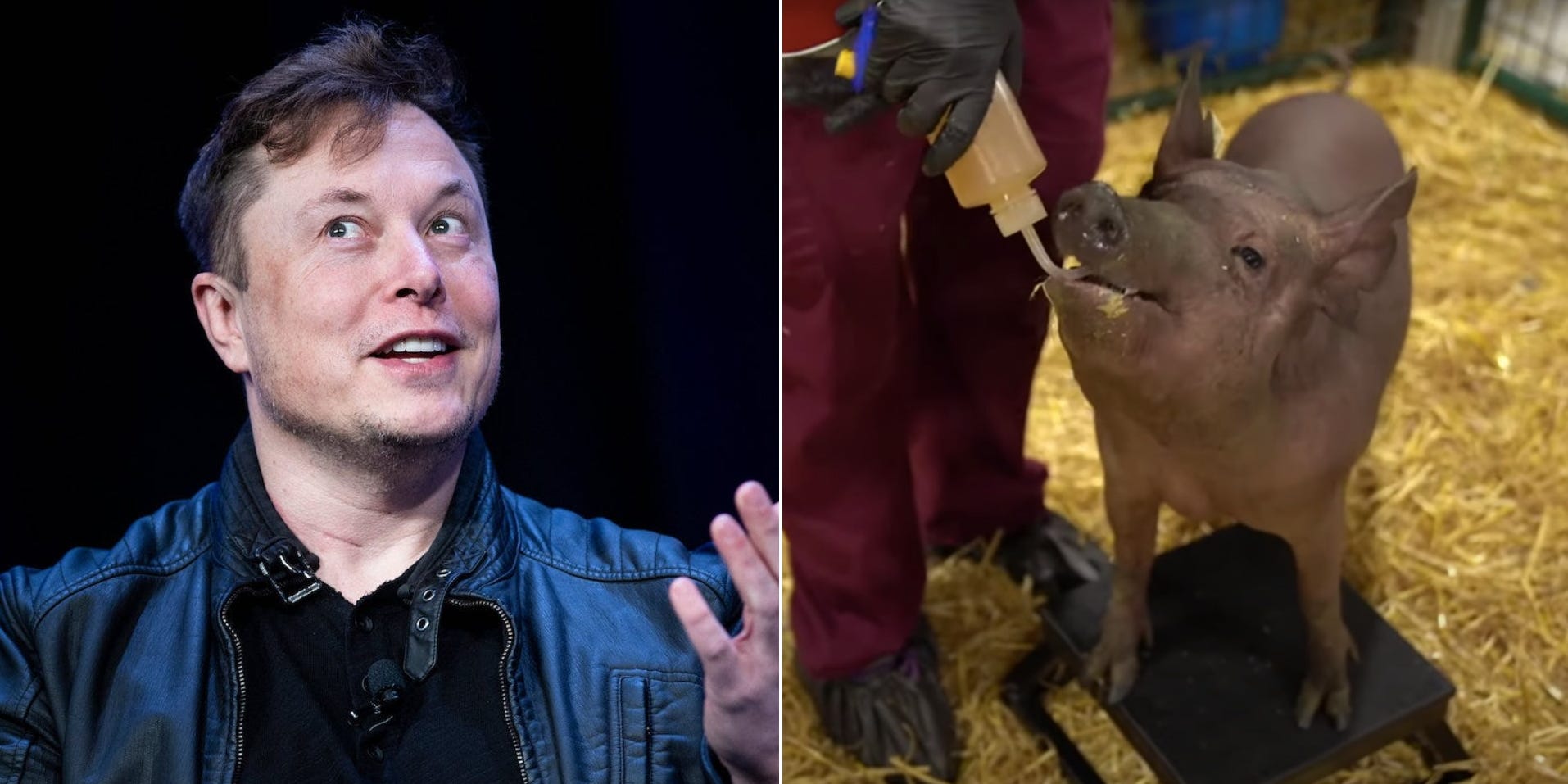 Илон маск свинья. Elon Musk чип. Илон Маск чипирование. Илон Маск животные.